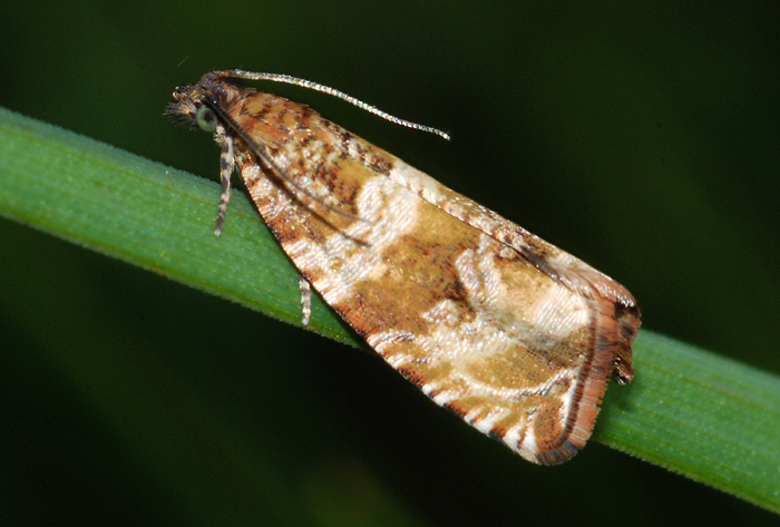 Tortricidae 60